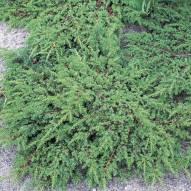 Juniperus Repanda